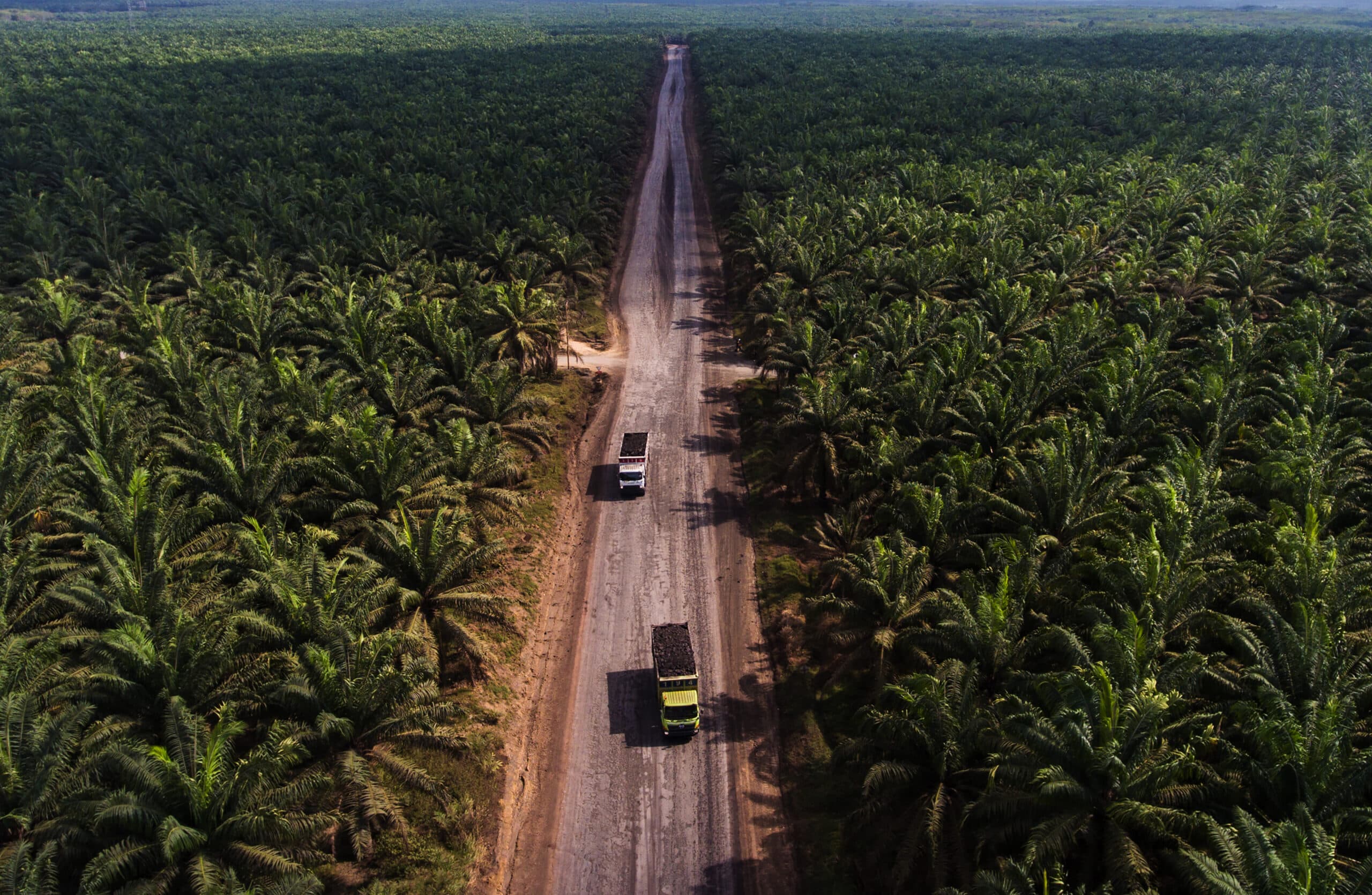 Indonesien, Palmolja, Palm Oil, Oil, Plantage, Deforestation, Avskogning, Exploatering