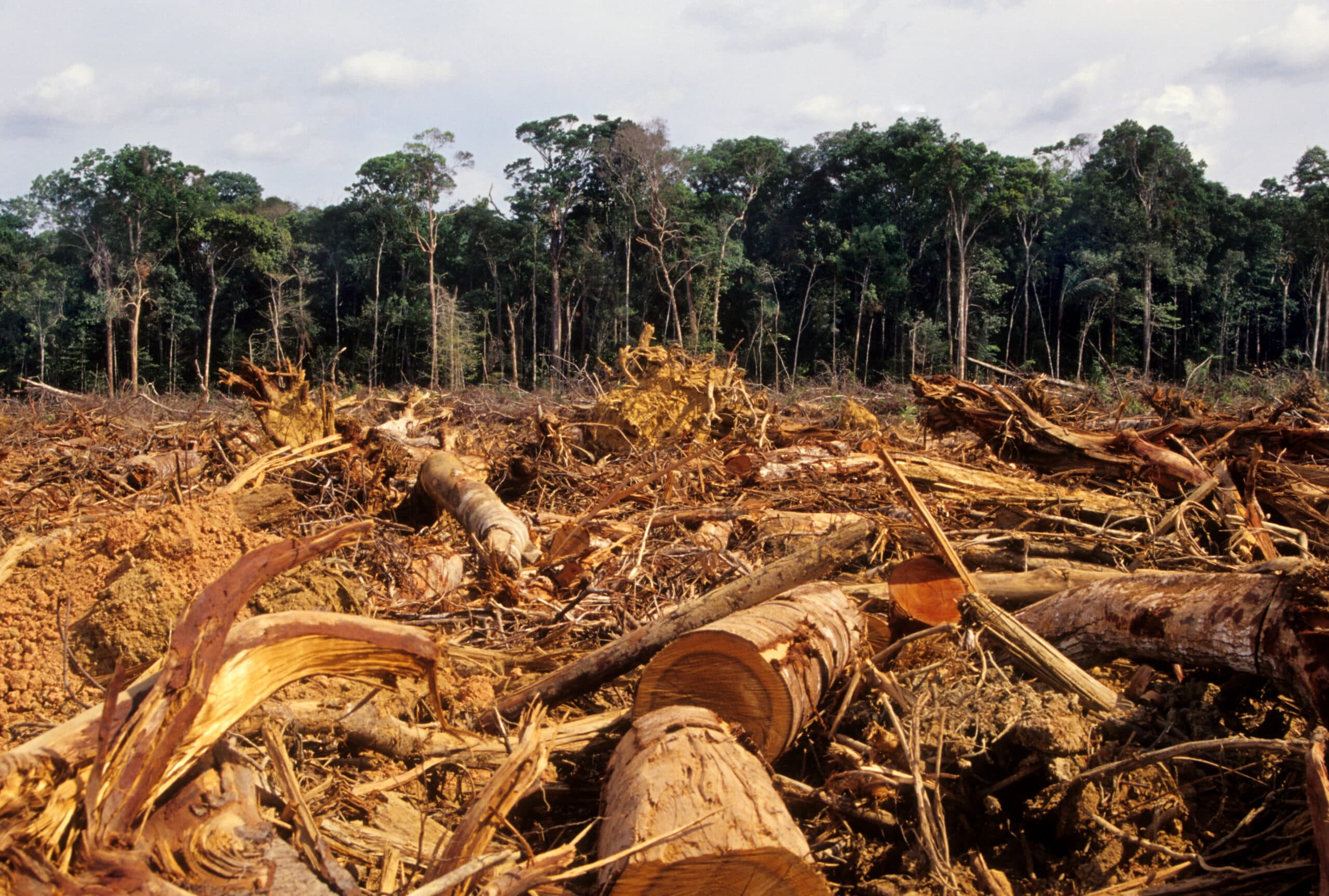 Rainforest, Photography, No People, Fallen Tree, Global Warming, Glade, Lumber Industry, Timber, Amazon Rainforest, Tropical Rainforest, Deforestation, Avskogning, Amazonas, Regnskog, Avverkning, Exploatering