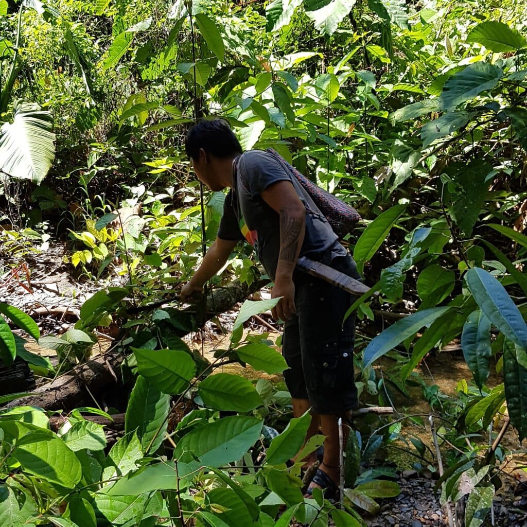 Malaysia, NFTP, Samarbetsorganisation, Skog, Regnskog