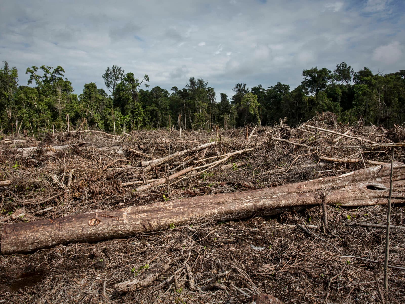 Palmolja, Plantage, Deforestation, Avskogning, Exploatering, Indonesien, Palm oil