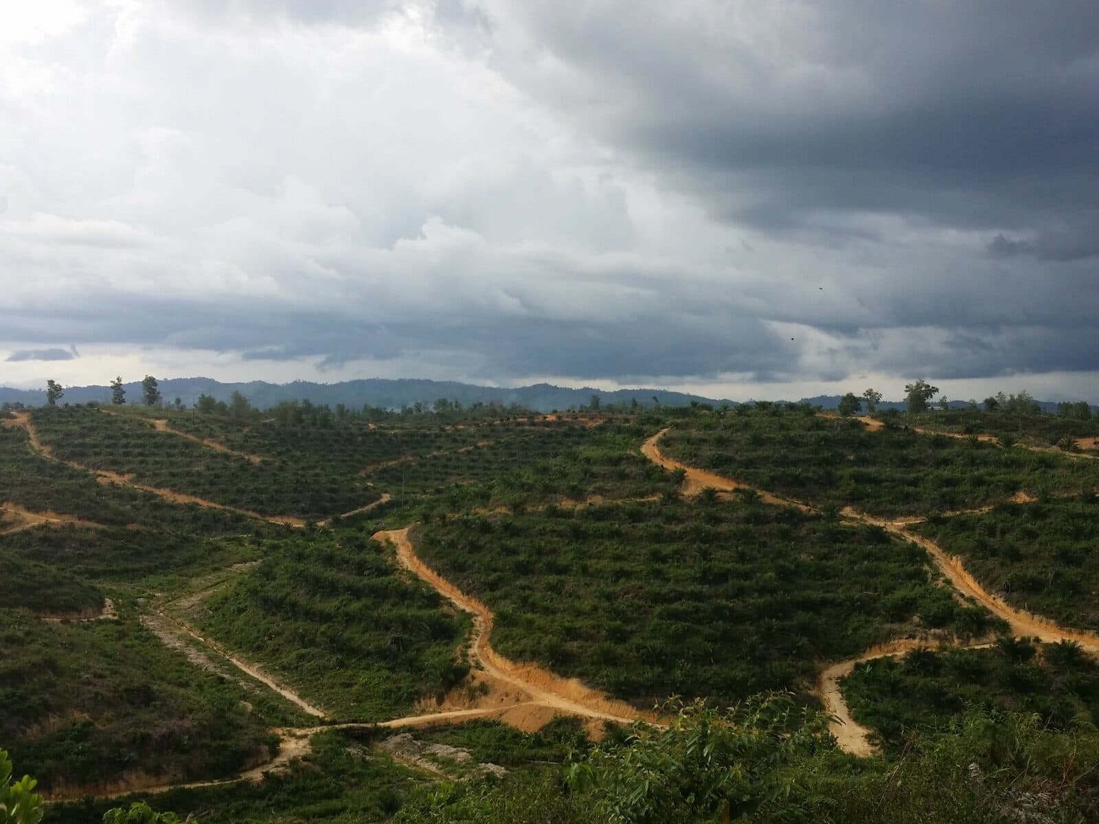 Palmolja, Olja, Oljepalm, Malaysia, Plantage, Odling, Exploatering, Palm oil, Oil, Palm trees, Träd