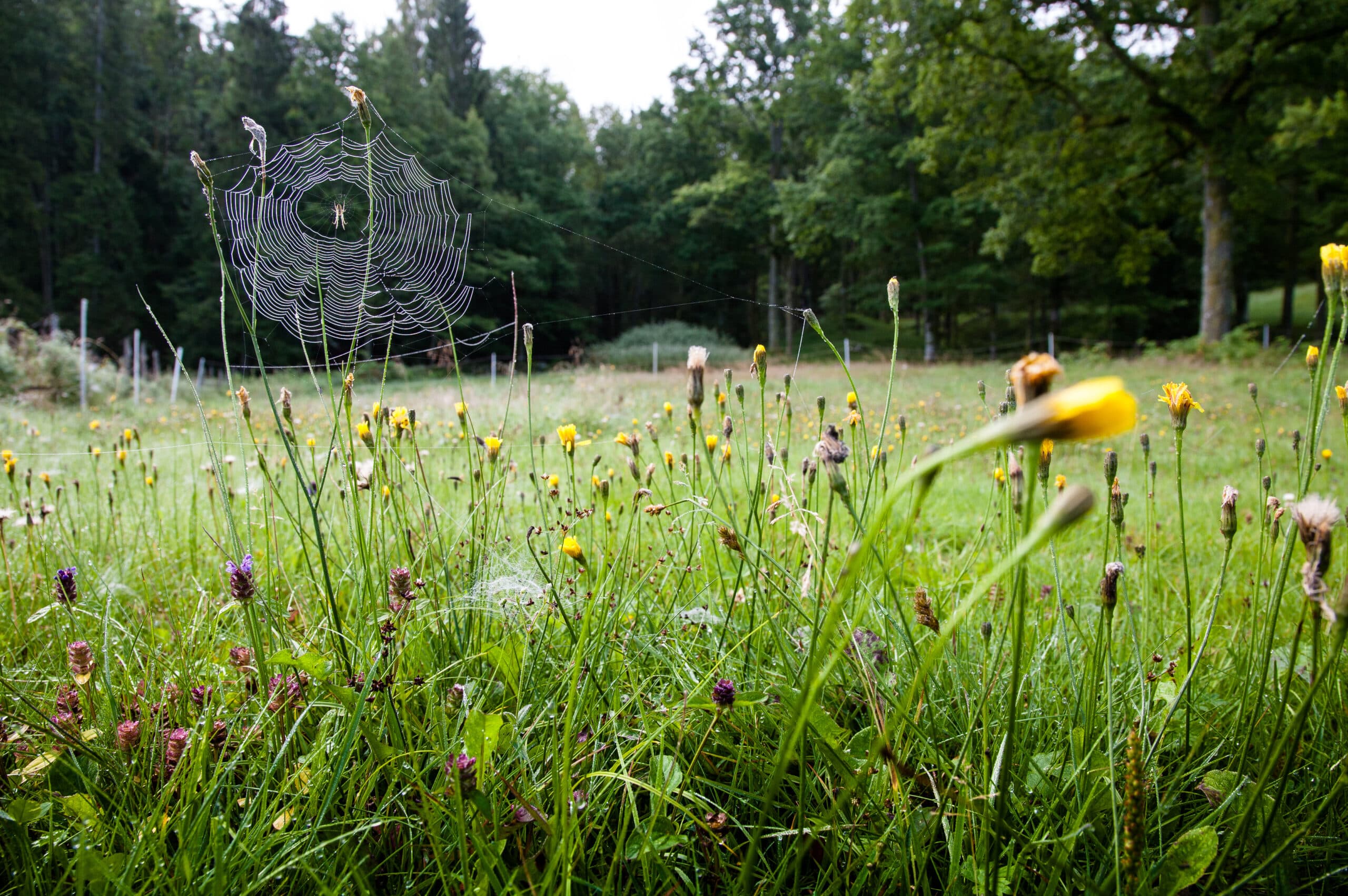 Vårda en äng: Blommor och gräs på en äng