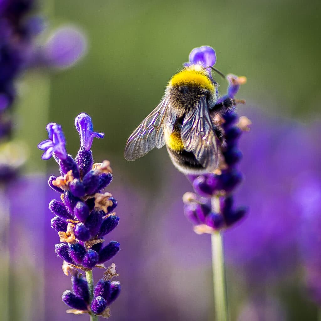 Djurliv, Djur i naturen, Naturens skönhet, Humla, Närbild, Dag, Blomma, Fräschör, Insekt, Lavendel, Naturen, Inga människor, Ett djur, Utomhus, Växt, Växtstam, Selektivt fokus, Solljus