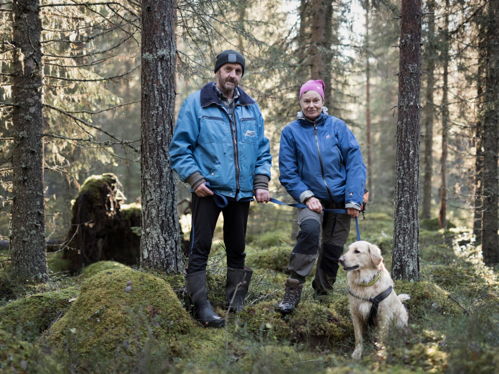 skog, skogsväg. Natur, Träd, Hund, Hundar, Promenad, Laver, Norrbotten