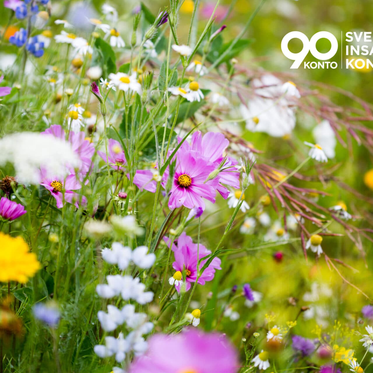 blommor, sommar, äng, prästkrage, vilda, 90-konto