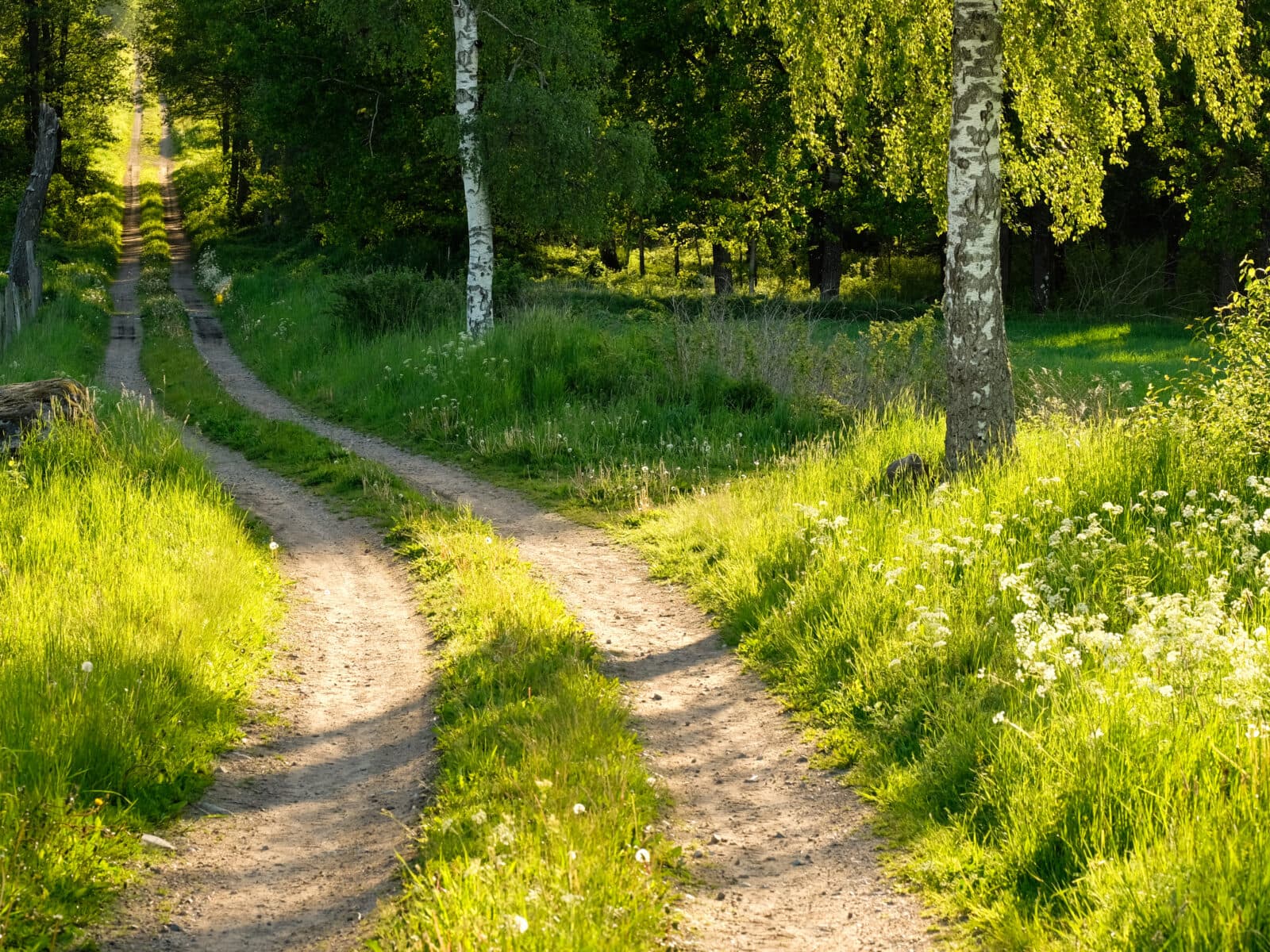 skog,väg,grön,grusväg,gräs,träd,björk,sommar,blommor