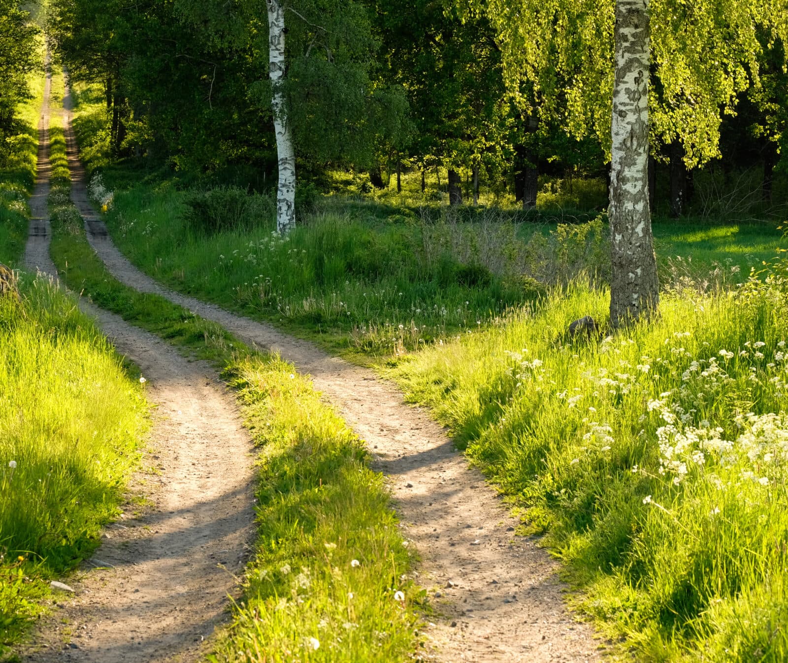 skog,väg,grön,grusväg,gräs,träd,björk,sommar,blommor