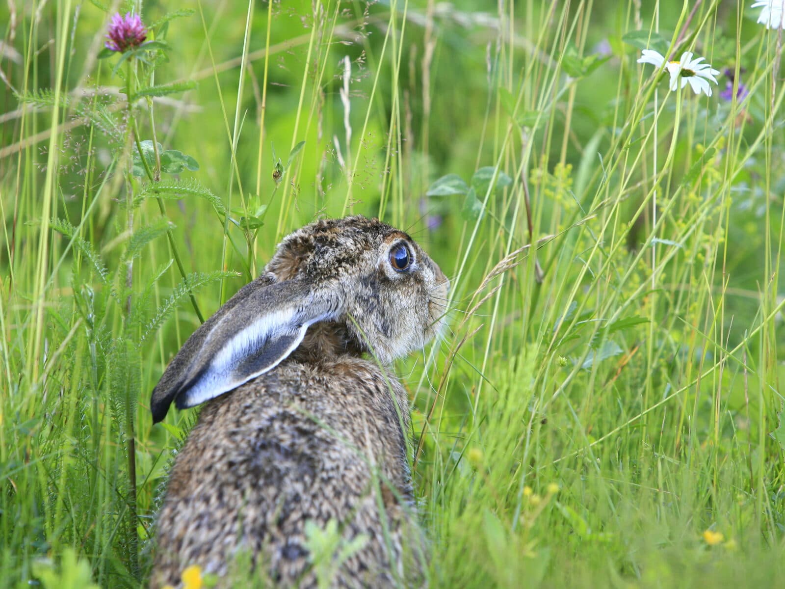 Hare,Småvilt,skog,Åker