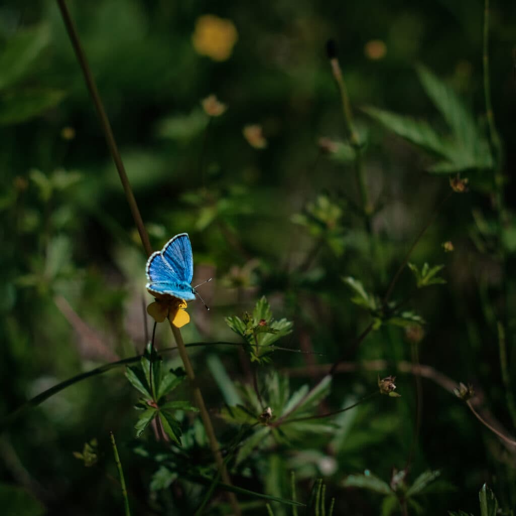 butterfly, macro photography, moths and butterflies, green, blåvinge, fjäril, sverige, östersund, ...