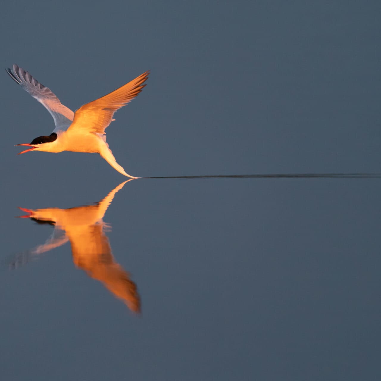 fågel,tärna,sjöfågel,vatten,spegelbild,blåbird, Arctic tern, fly, in flight, reflection, water, ...
