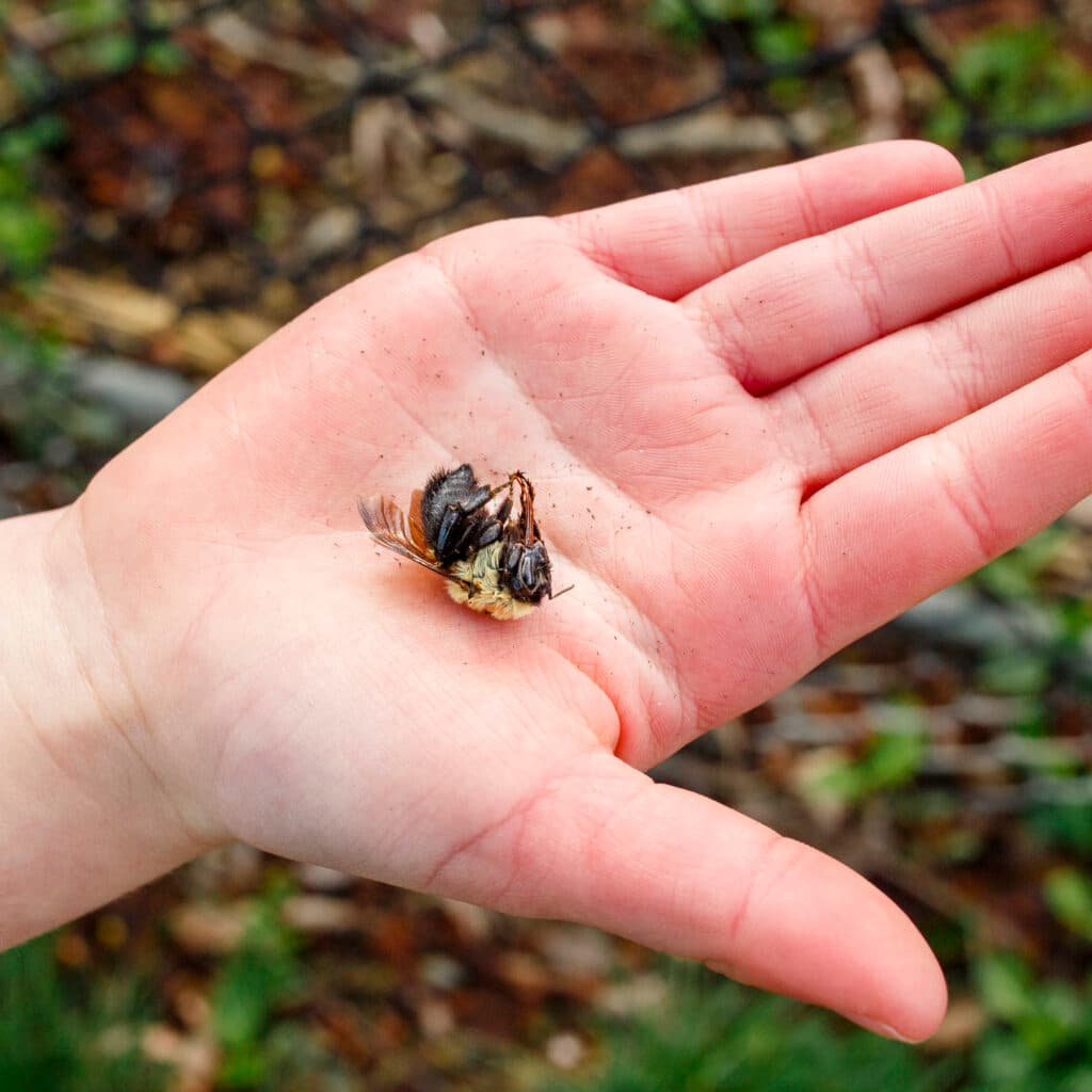 anpassning, bigården, bin, nära, närhet, nyfiken, ekologi, utforska, exteriör, flicka, unge, lära sig, livskurs, organism, utomhus, utanför, palm, skuggor, jord