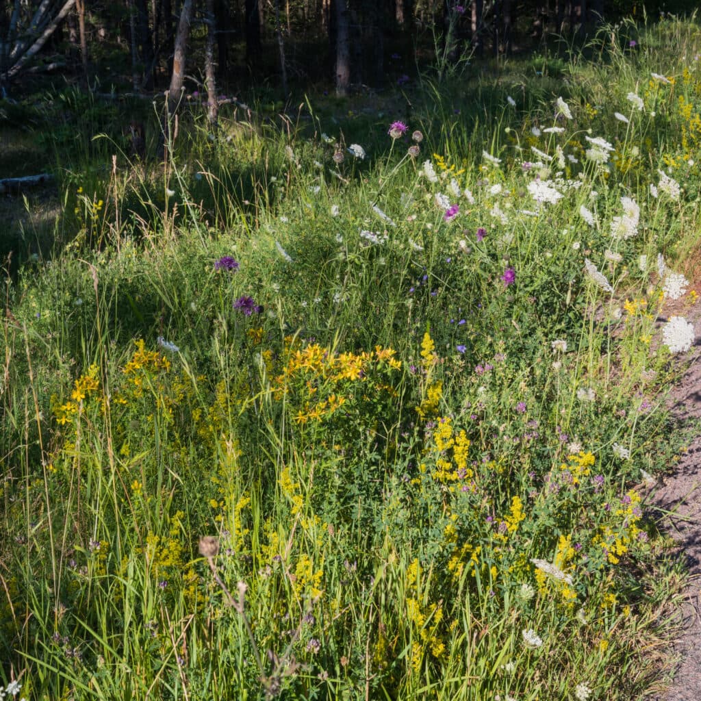 vildblommor, vilda blommor, vilda, visa, ogräs, solbelyst, natursköna, prydnads, landskap, grön, ...