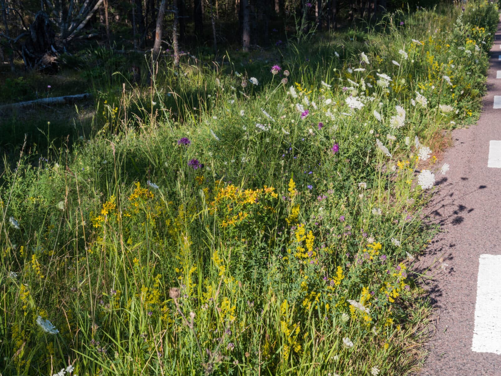 vildblommor, vilda blommor, vilda, visa, ogräs, solbelyst, natursköna, prydnads, landskap, grön, ...