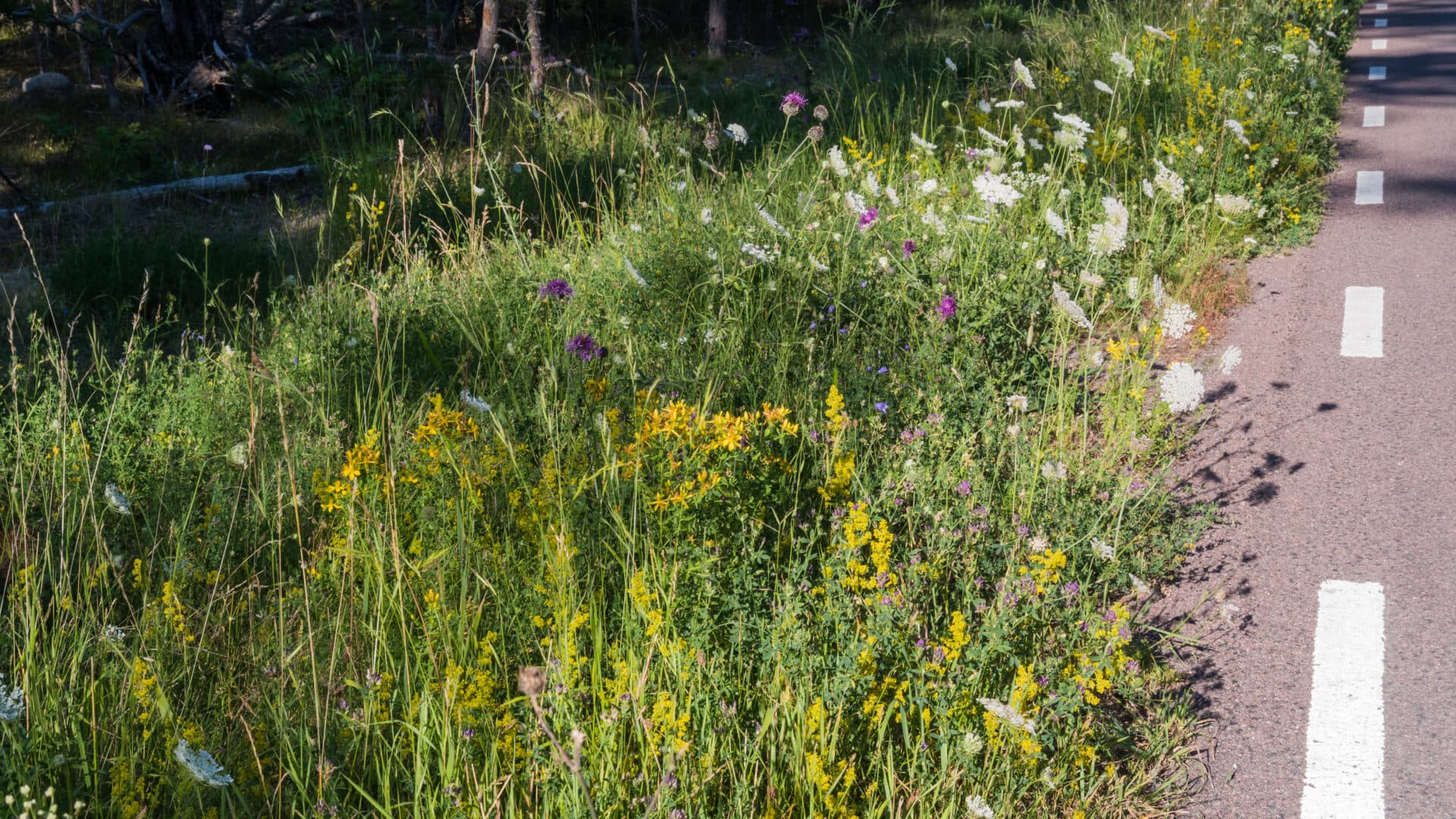 vildblommor, vilda blommor, vilda, visa, ogräs, solbelyst, natursköna, prydnads, landskap, grön, ...