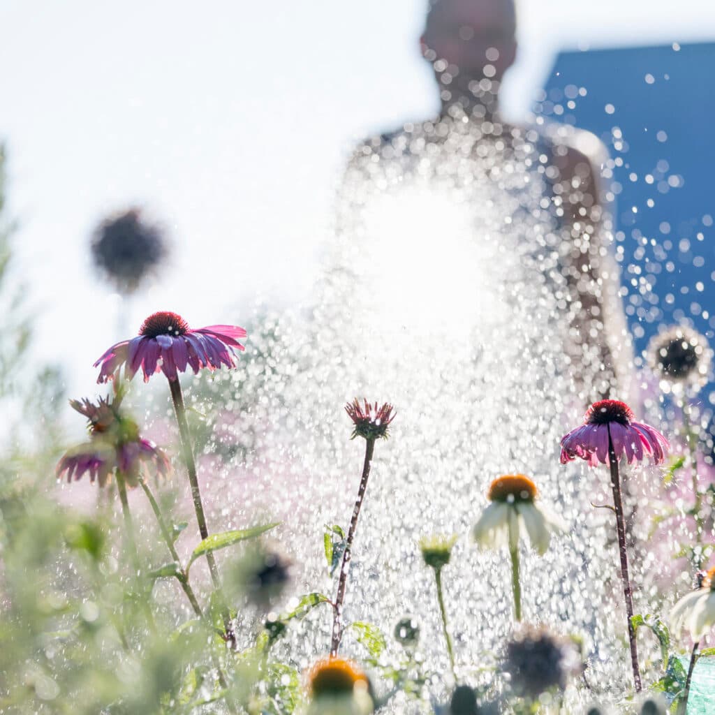 färgbild, dag, Europa, blomma, blomsterrabatt, fokus på förgrunden, trädgård, trädgårdsarbete, horisontell, man, Öland, människor i bakgrunden, rosa, växter, rudbeckia, Skandinavien, sommar, Sverige, vattning