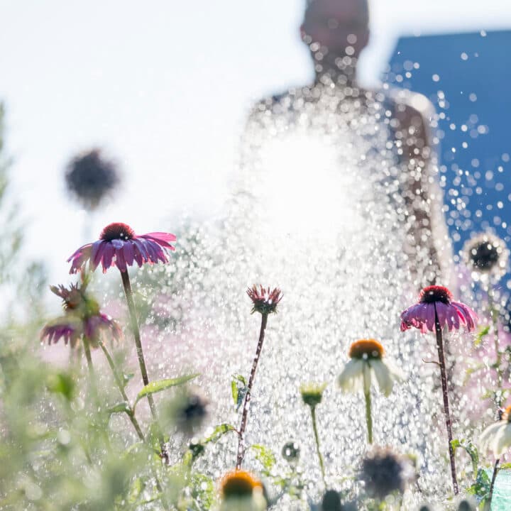 färgbild, dag, Europa, blomma, blomsterrabatt, fokus på förgrunden, trädgård, trädgårdsarbete, ...