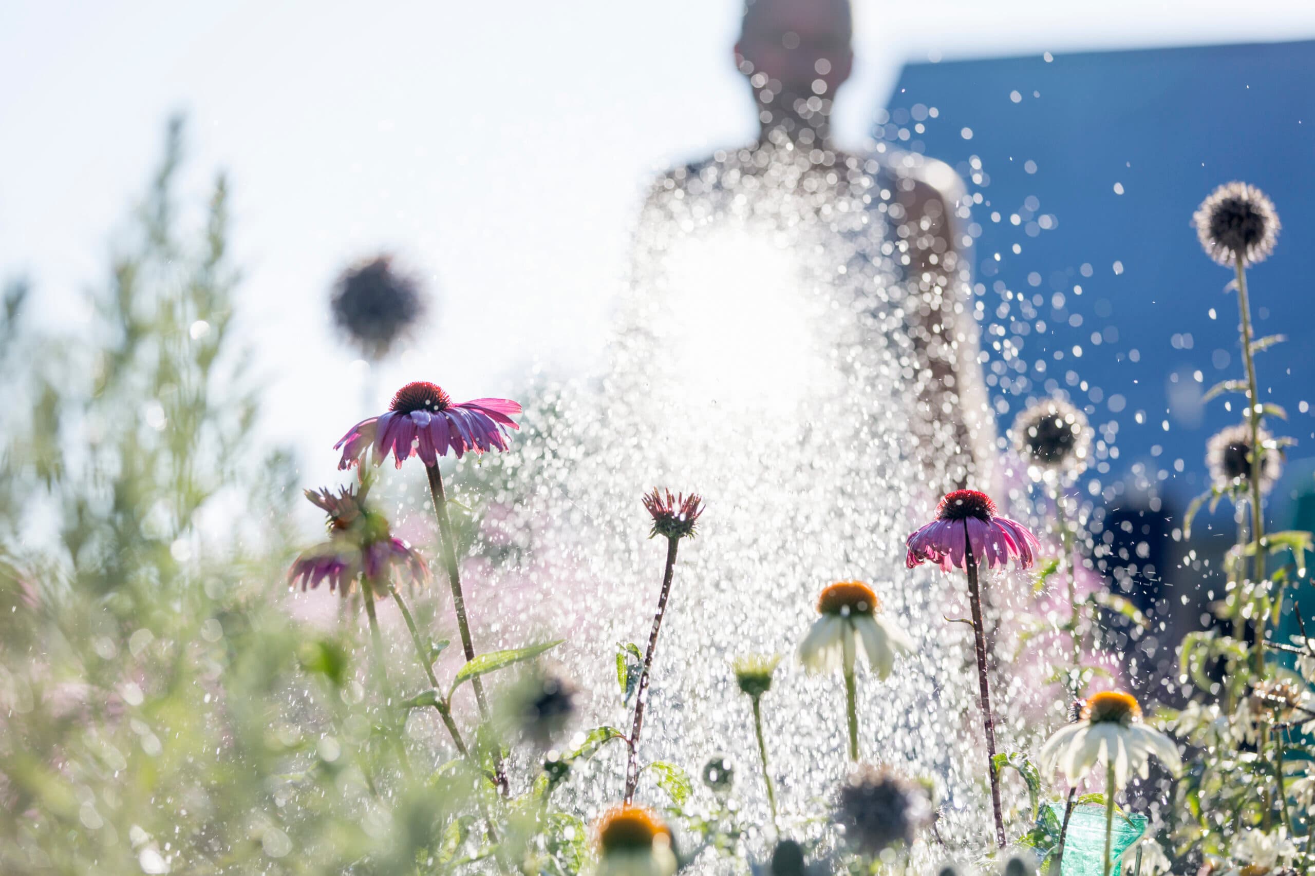 färgbild, dag, Europa, blomma, blomsterrabatt, fokus på förgrunden, trädgård, trädgårdsarbete, horisontell, man, Öland, människor i bakgrunden, rosa, växter, rudbeckia, Skandinavien, sommar, Sverige, vattning