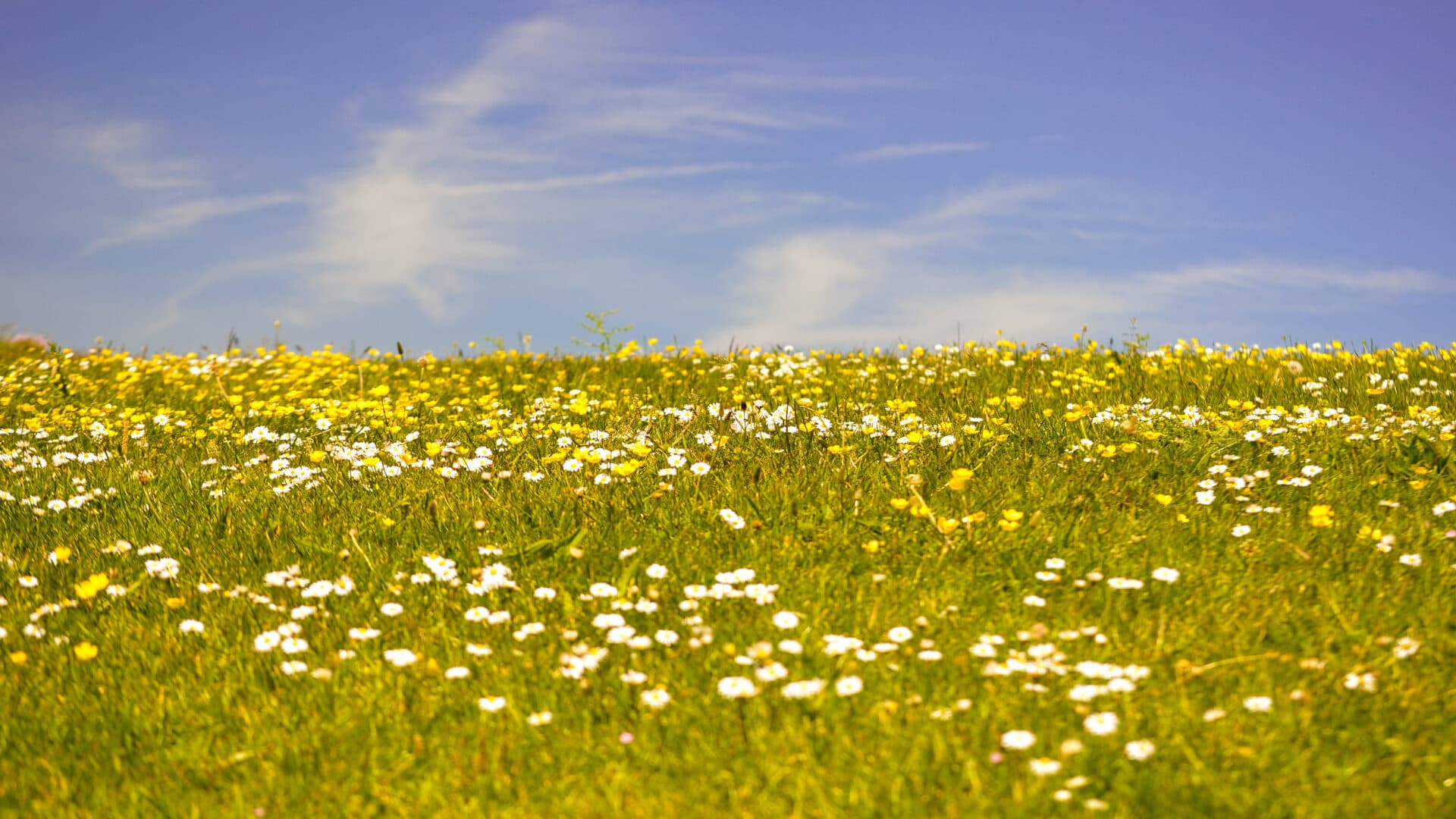 Yellow, Oilseed Rape, Landscape, Plant, Growth, Outdoors, Nature, No People, Rural Scene, Bright, ...
