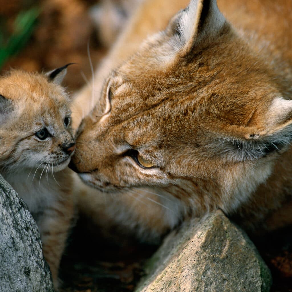 rovdjur,katt,unge,honkattcaptive, carnivore, cat, horizontal, kitten, Langedrag, lynx, mammal, Norway