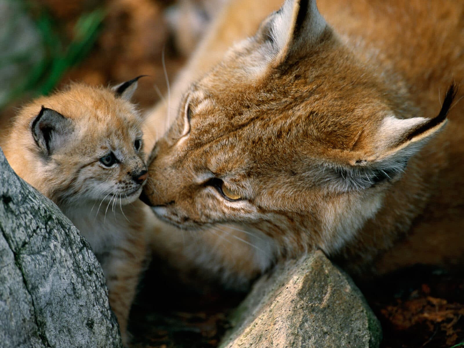 rovdjur,katt,unge,honkattcaptive, carnivore, cat, horizontal, kitten, Langedrag, lynx, mammal, Norway