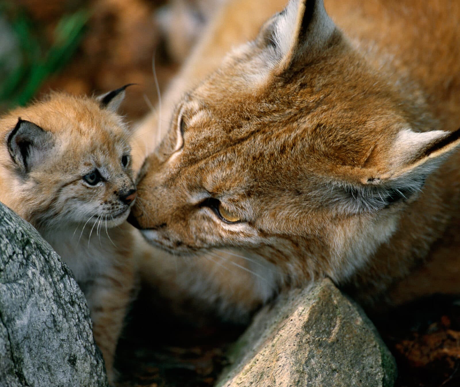 rovdjur,katt,unge,honkattcaptive, carnivore, cat, horizontal, kitten, Langedrag, lynx, mammal, Norway