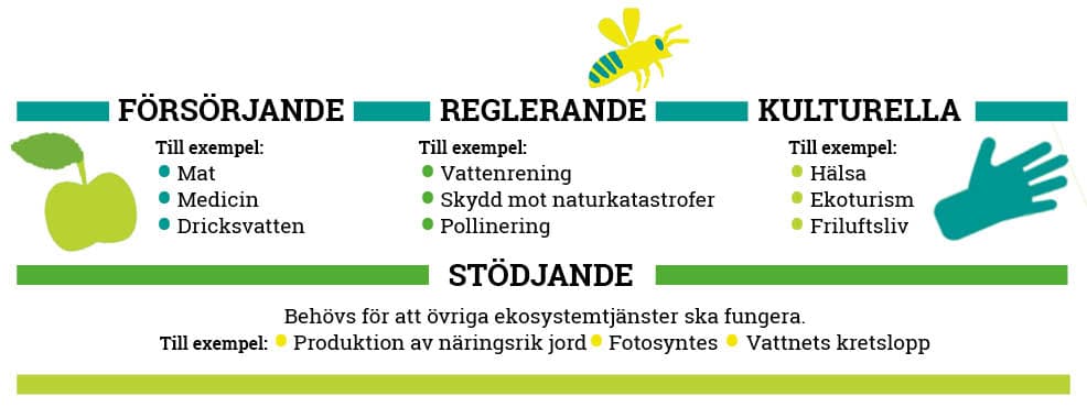 ekosystem, ekosystemtjänst, ekosystemtjänster