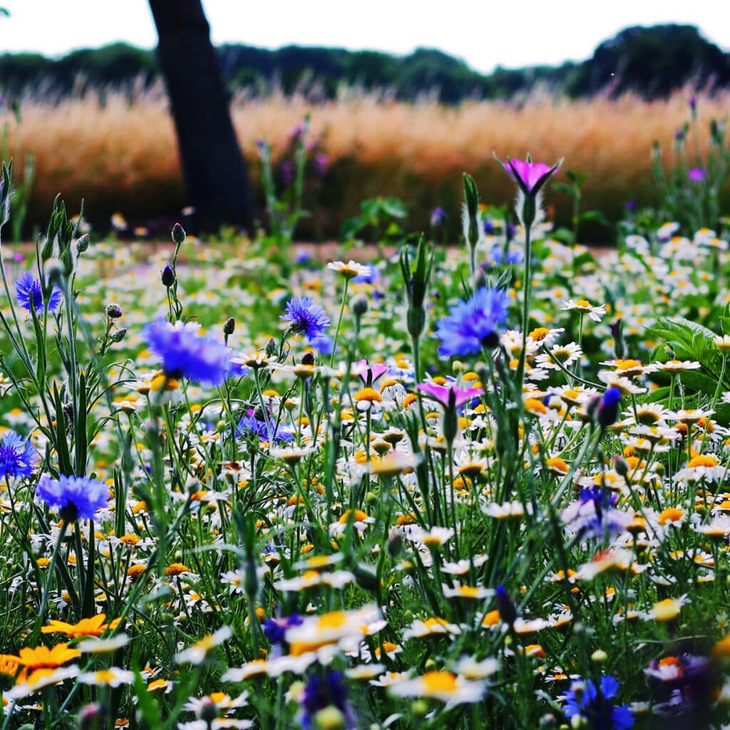 äng, blommor, vildblommor, ängsblommor