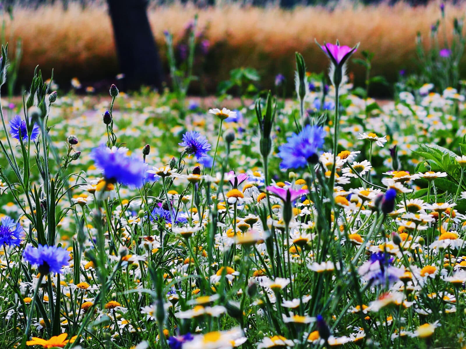 äng, blommor, vildblommor, ängsblommor