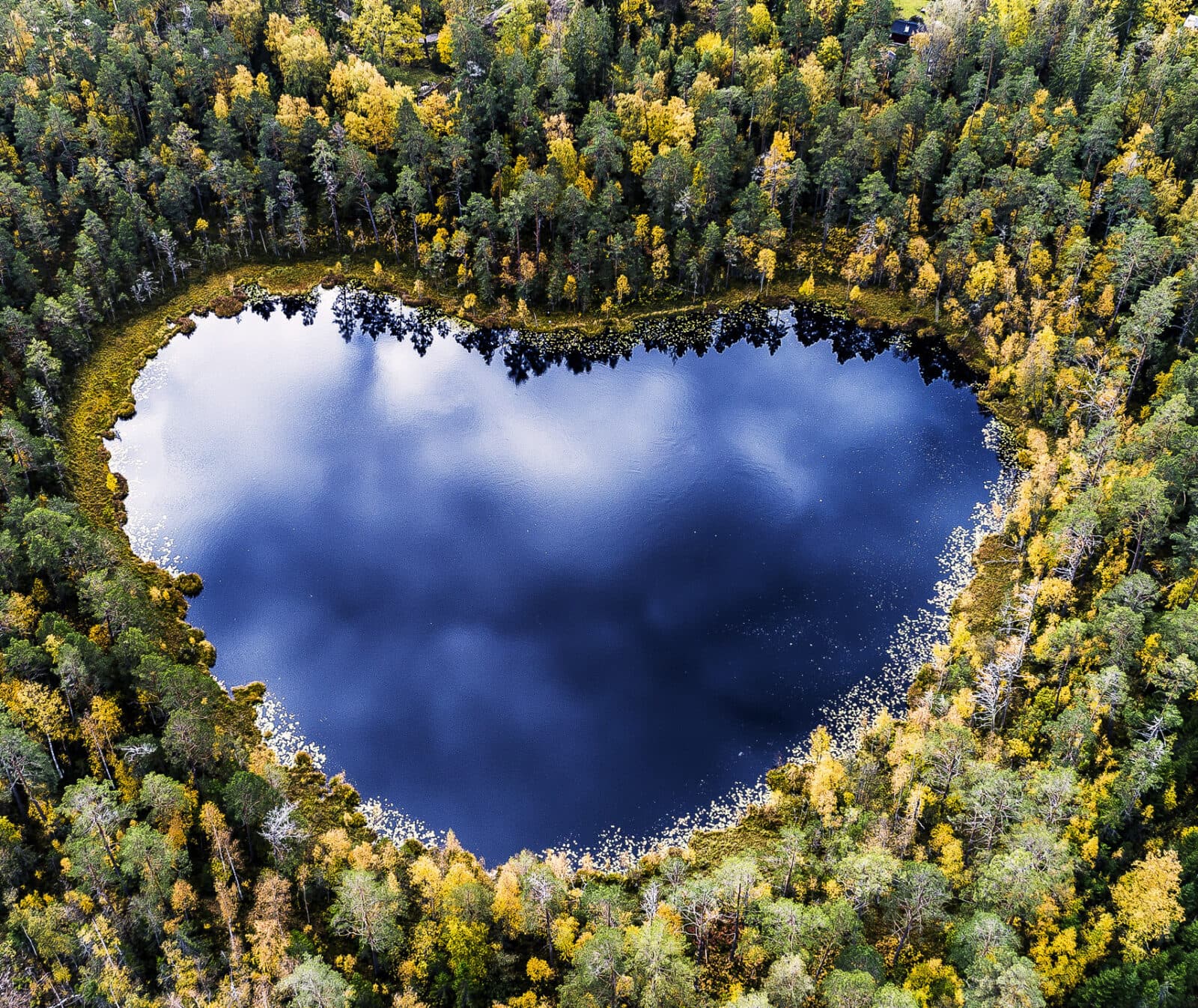 skog,vatten,höst,träd,grön,gul,blå