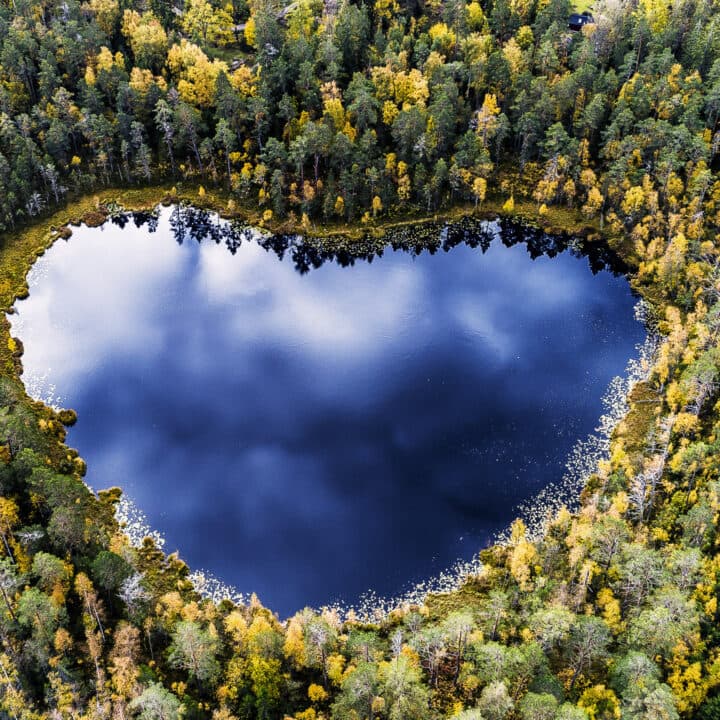 skog,vatten,höst,träd,grön,gul,blå