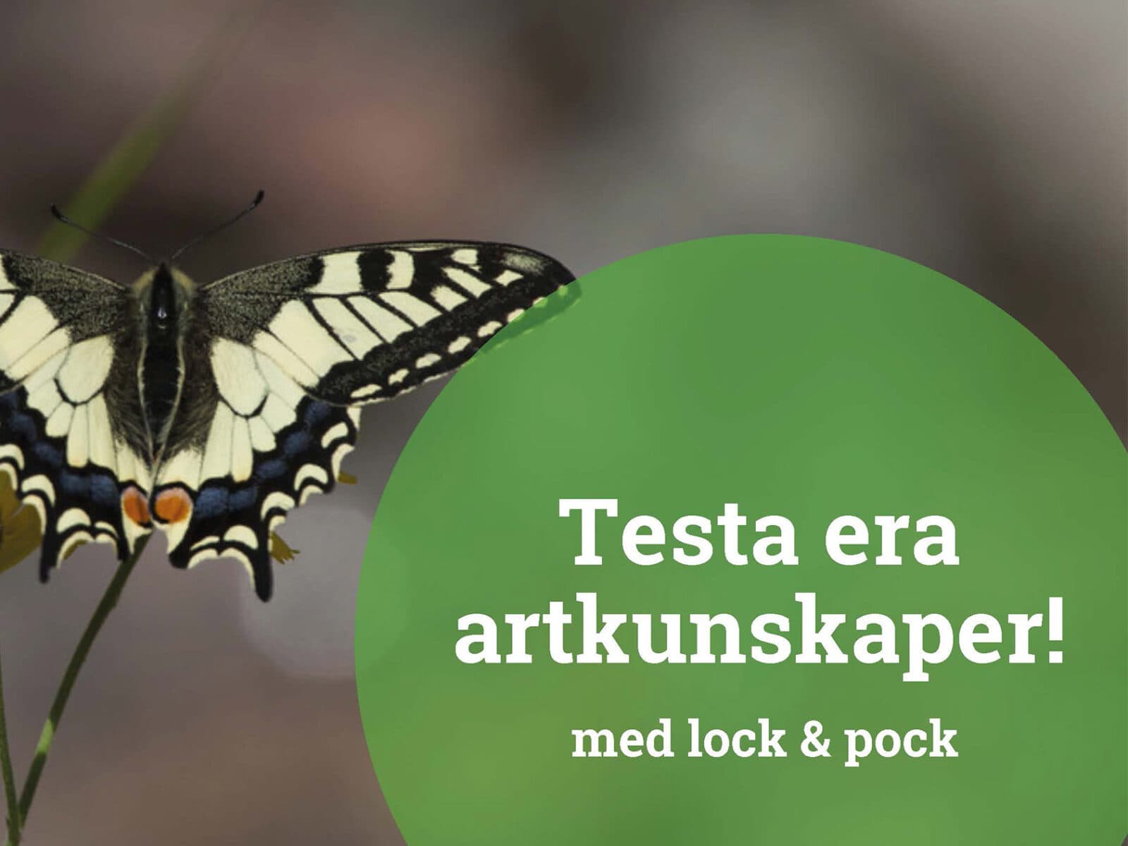 naturfalken, skola, arttest