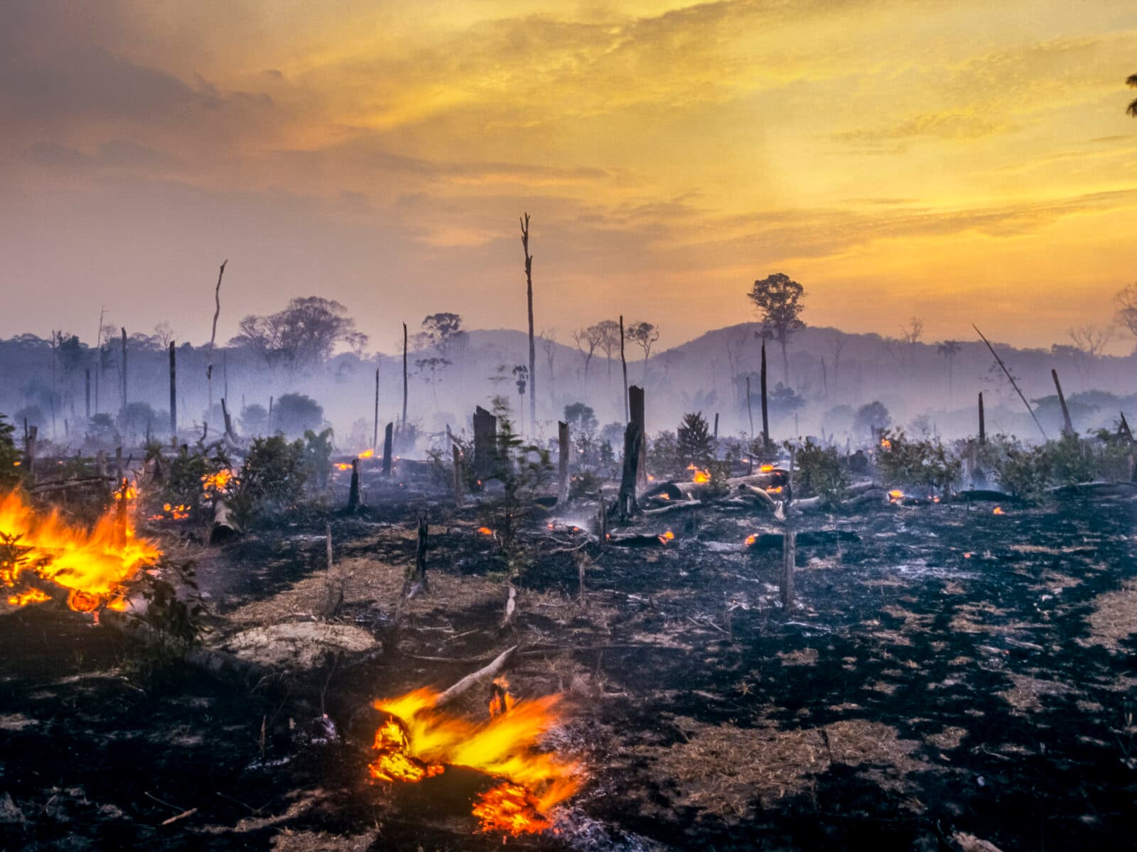 Skogsbrand, amazonas, brand, avverkning