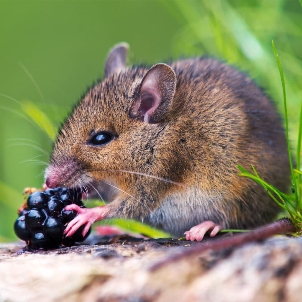 mus, vildmus, äter, björnbär, söt, näringskedja