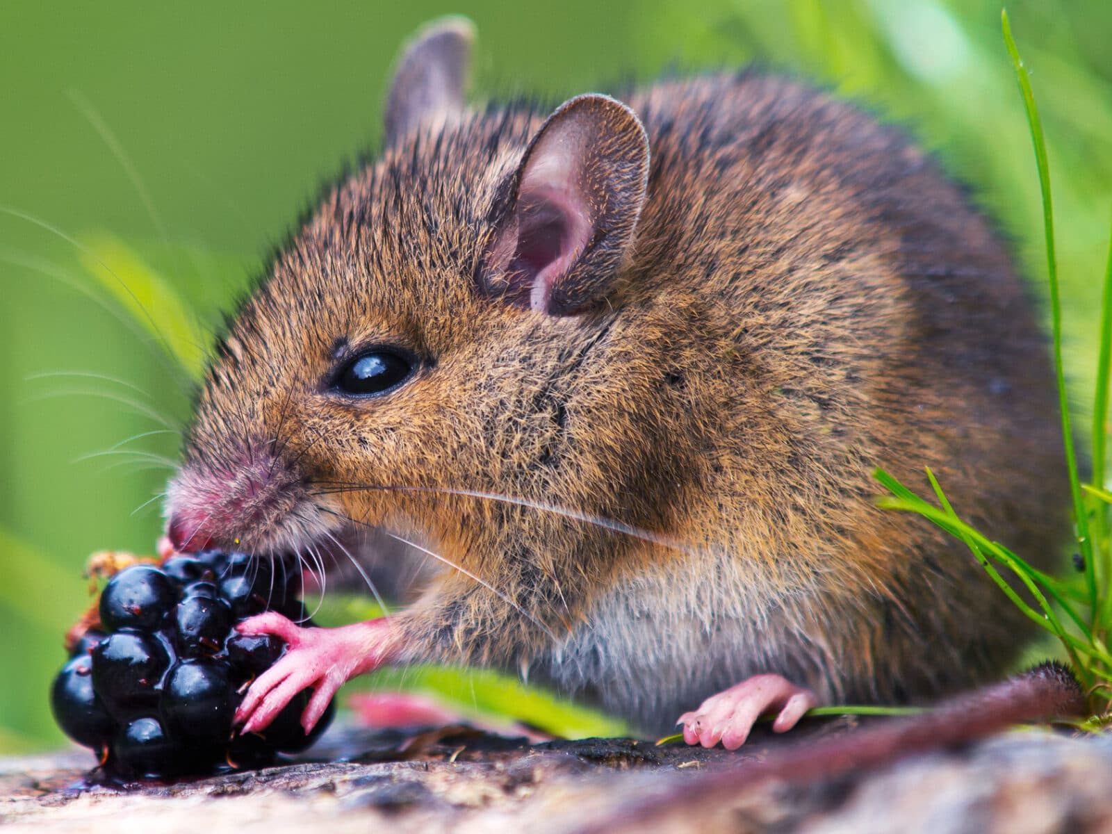 mus, vildmus, äter, björnbär, söt, näringskedja