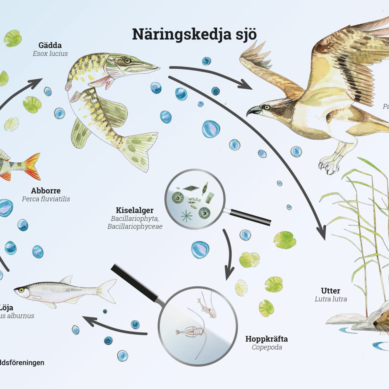 näringskedja, näringskedjor