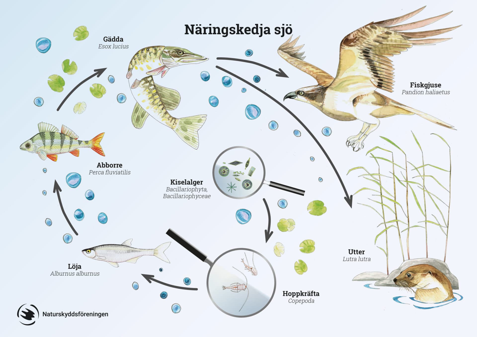 näringskedja, näringskedjor