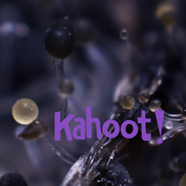 kahoot, jord, quiz