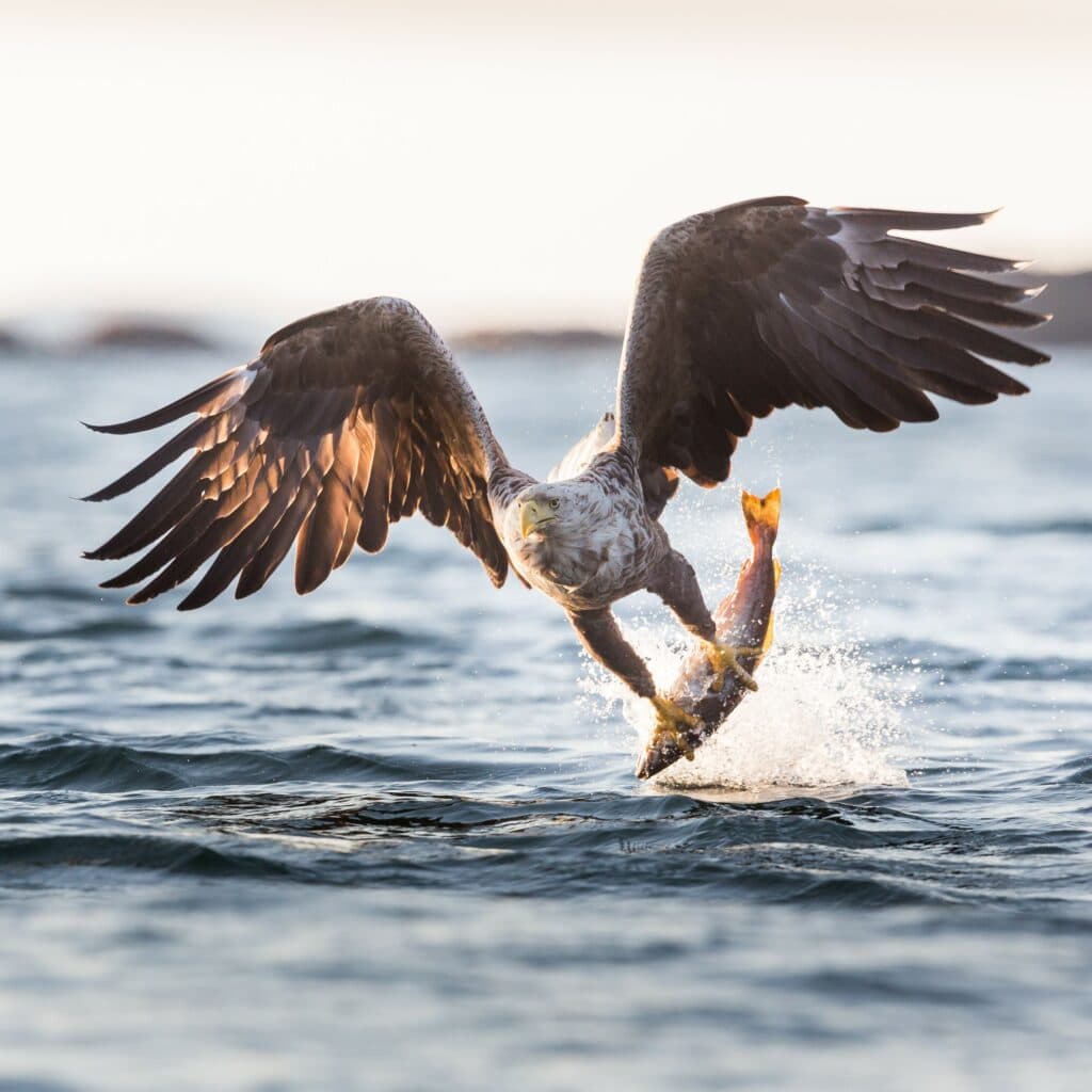 Havsörn, fisk, rovfågel, hav, vatten, sjö, insjö, segrar, projekt havsörn, fågel, fåglar, jakt