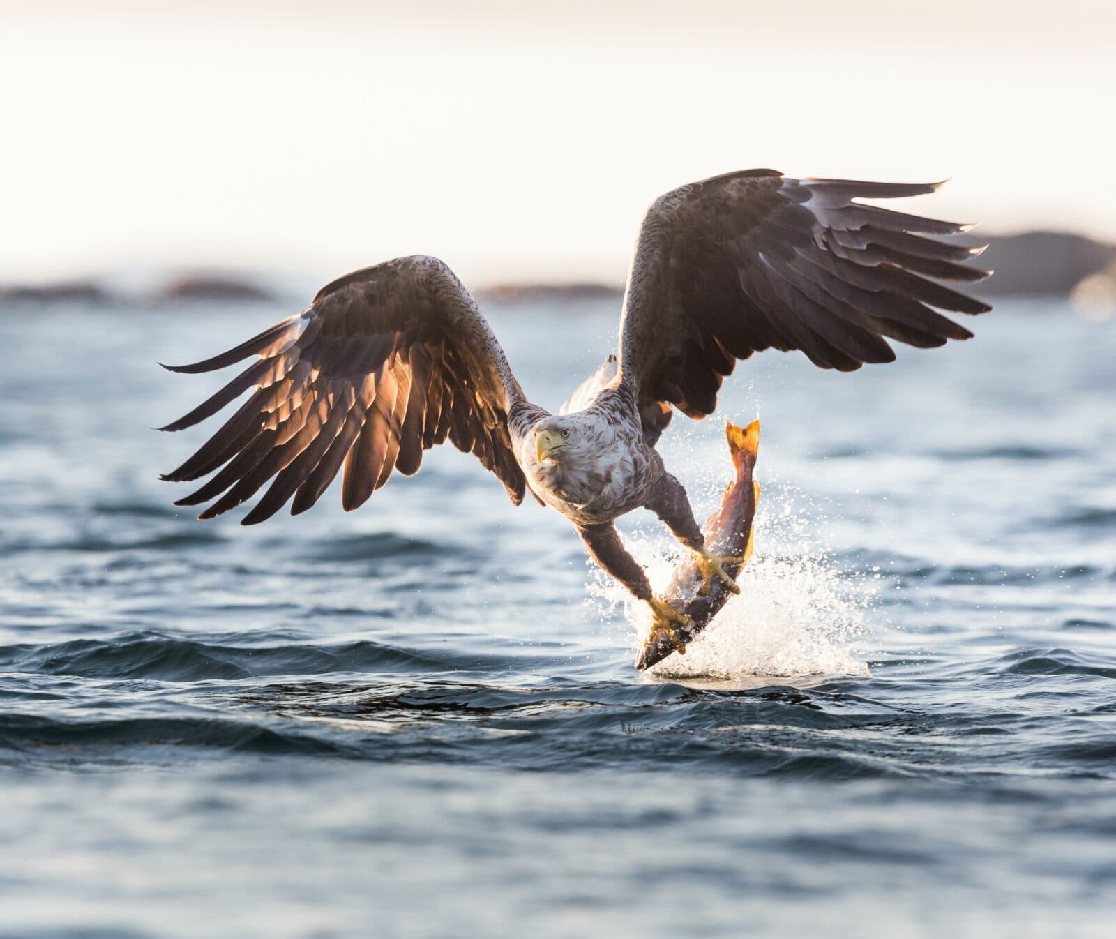 Havsörn, fisk, rovfågel, hav, vatten, sjö, insjö, segrar, projekt havsörn, fågel, fåglar, jakt