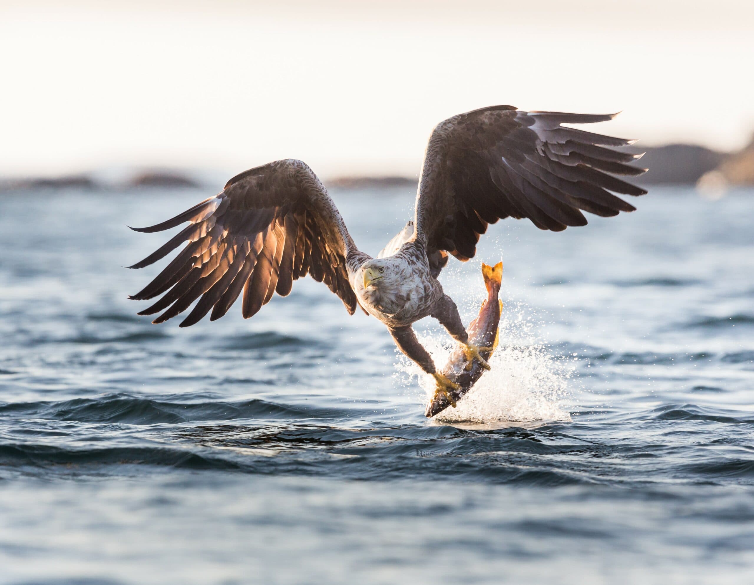 Havsörn, fisk, rovfågel, hav, vatten, sjö, insjö, segrar, projekt havsörn, fågel, fåglar, jakt