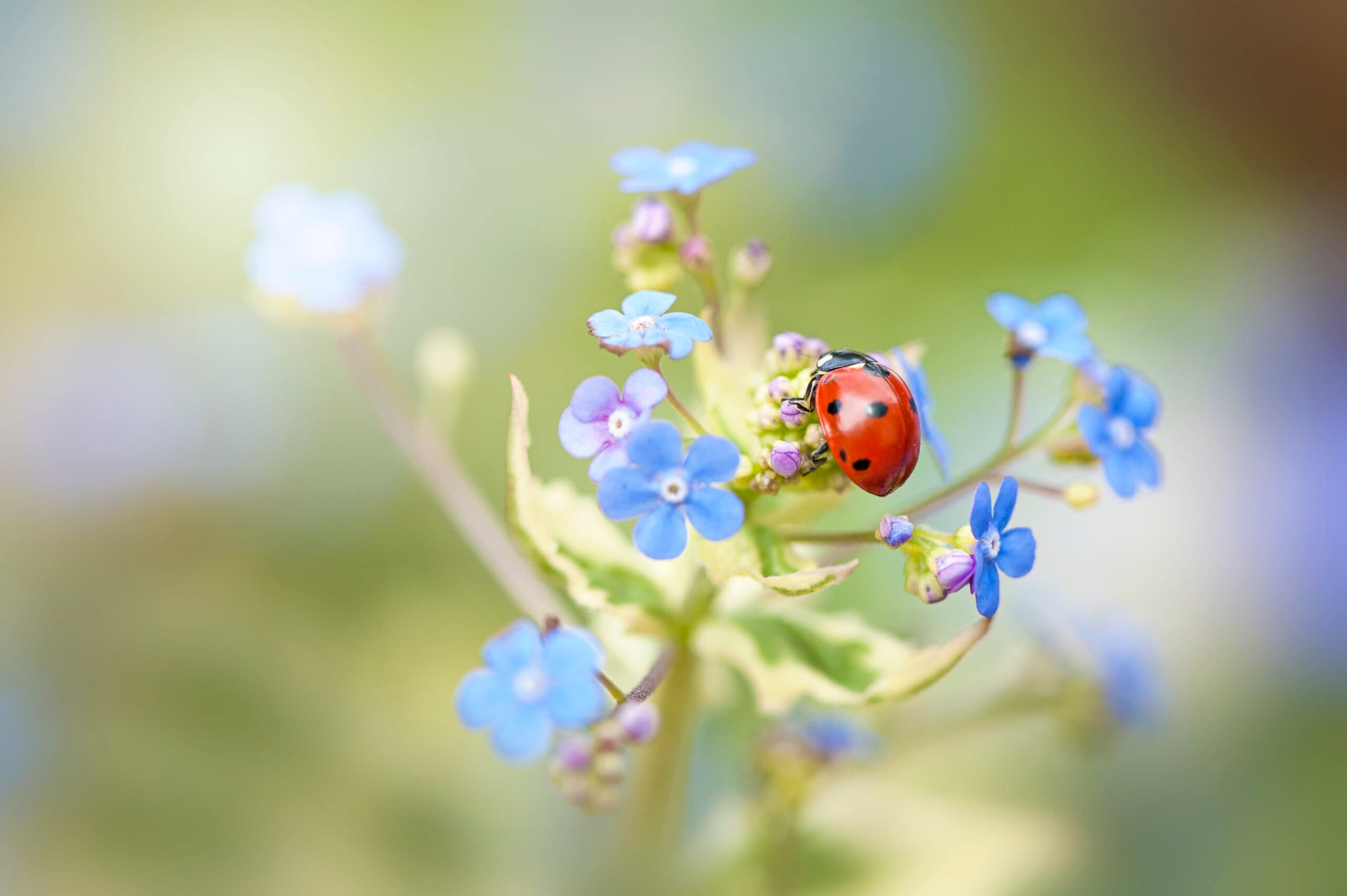 coccinella septempunctata, ladybird, ladybeetle,grön