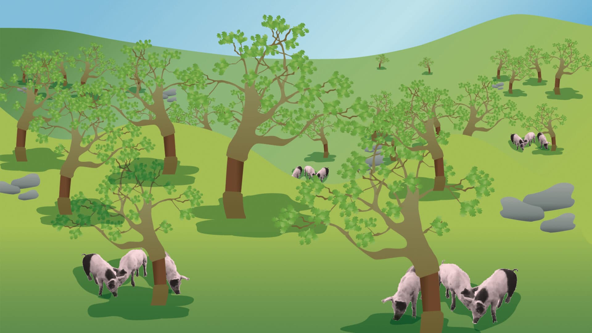 agroforestry, jordbruk, skogsjordbruk, skog, odling, gris, träd, korkek