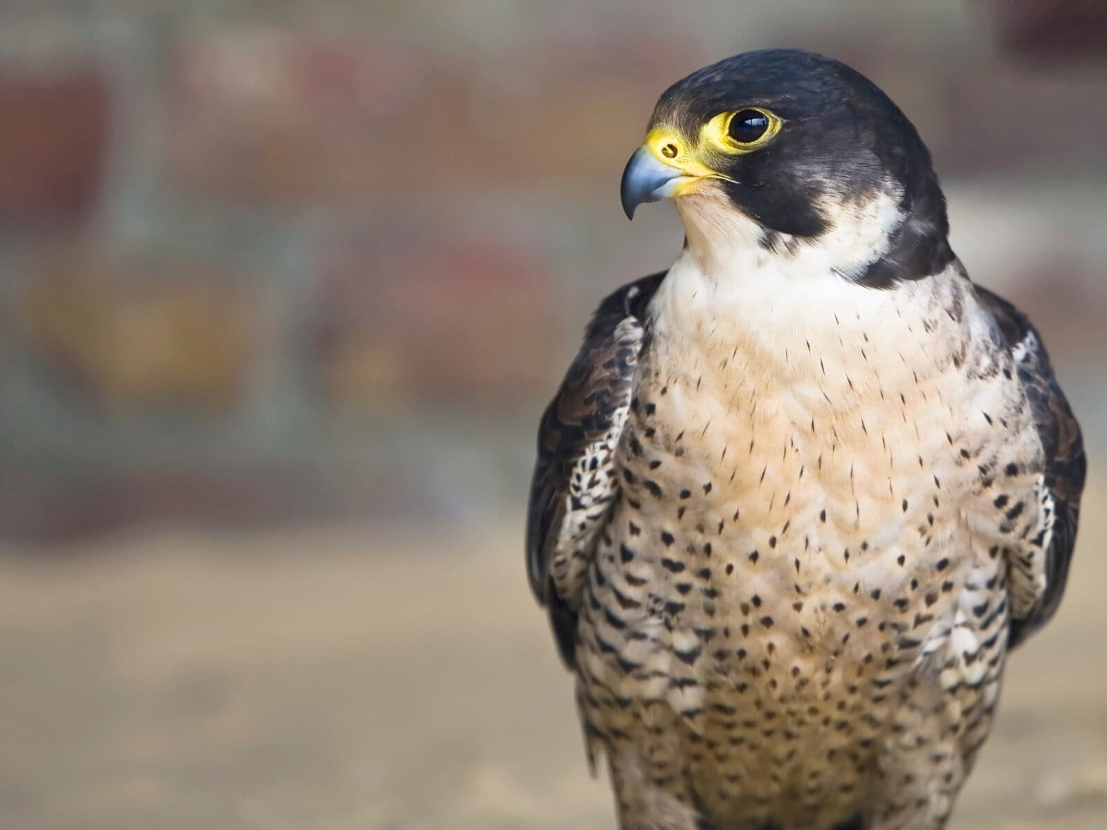 Peregrine Falcon, beak, birds of Prey, feathers, hunter, preditor, wings