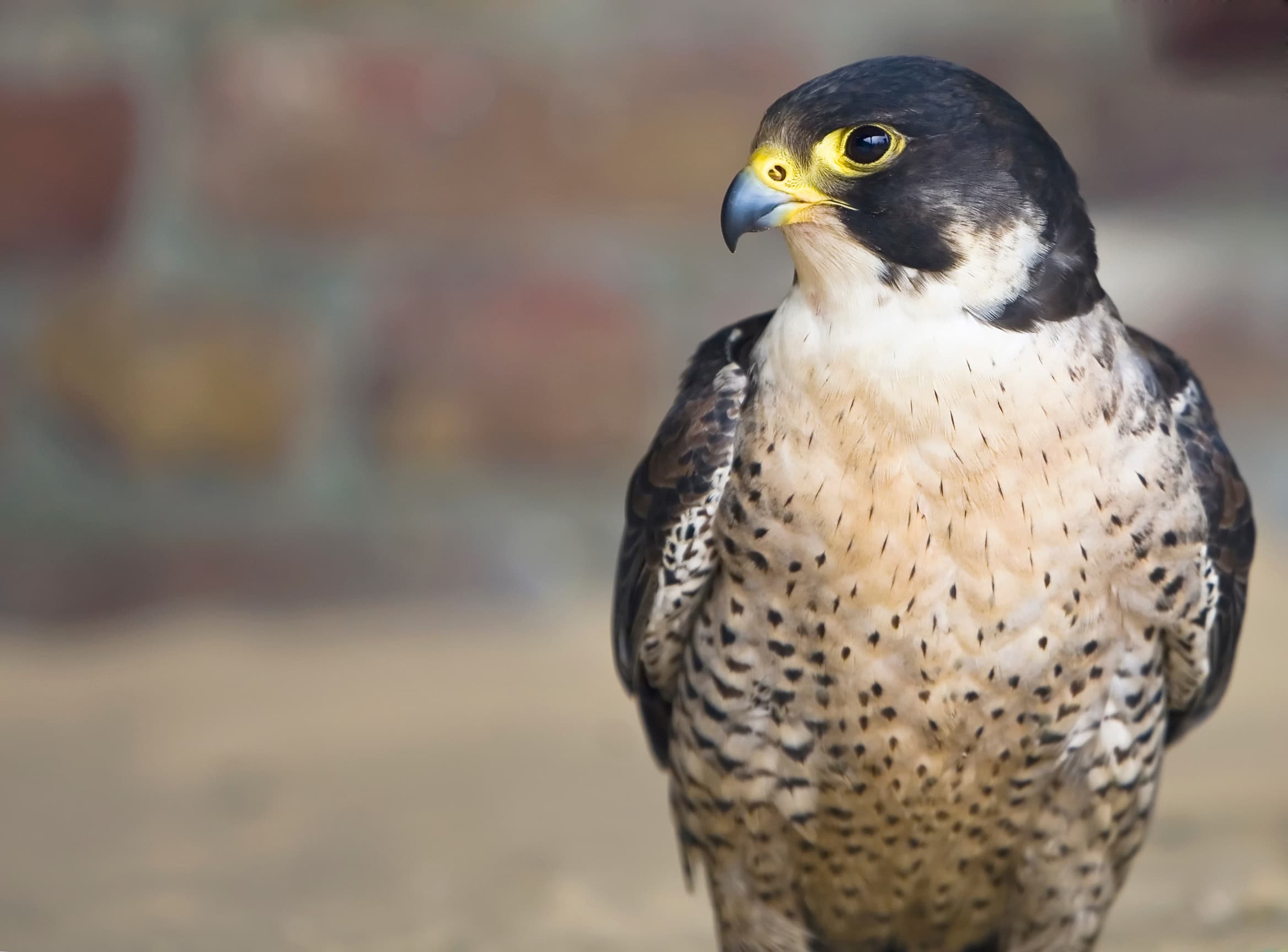 Peregrine Falcon, beak, birds of Prey, feathers, hunter, preditor, wings