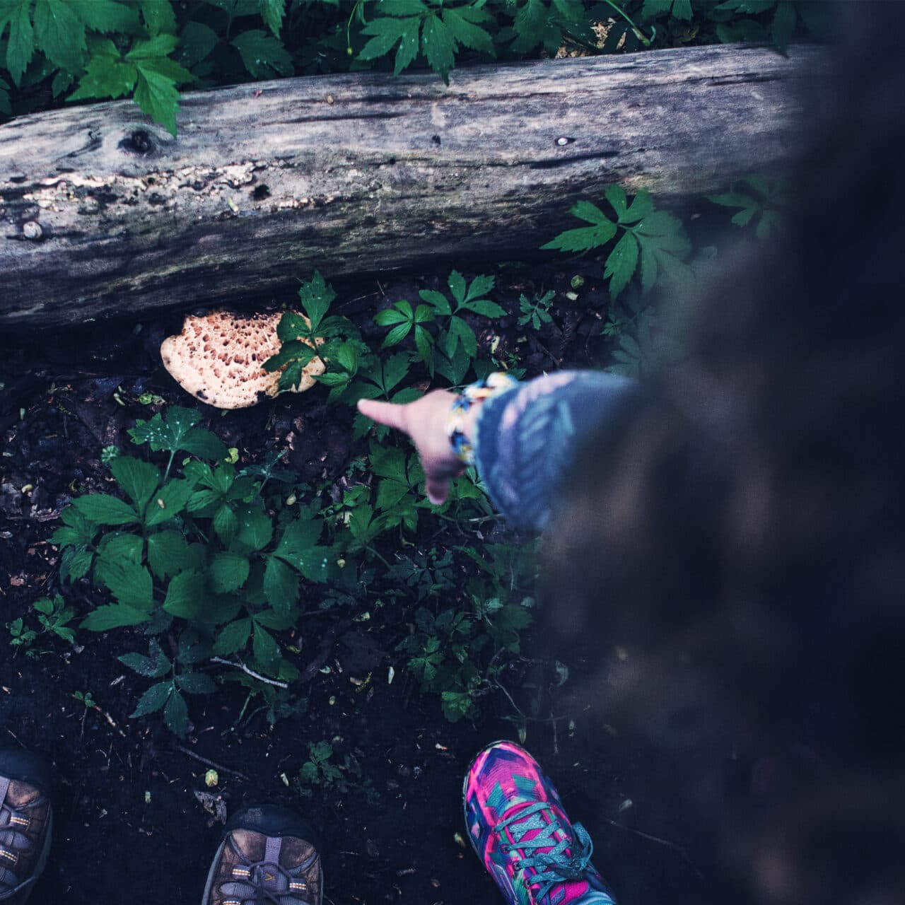 hand, peka, trädstam, skog