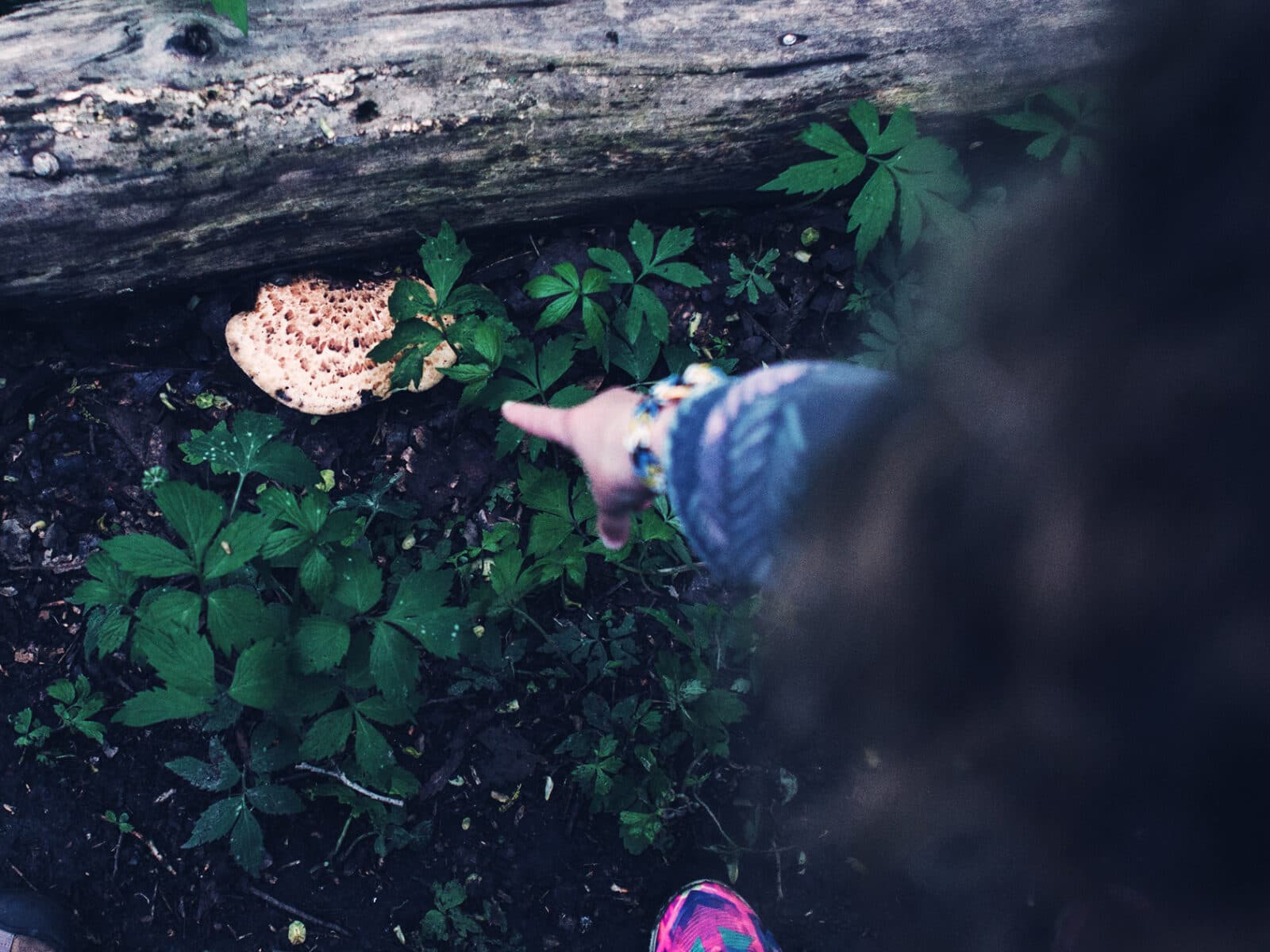 hand, peka, trädstam, skog