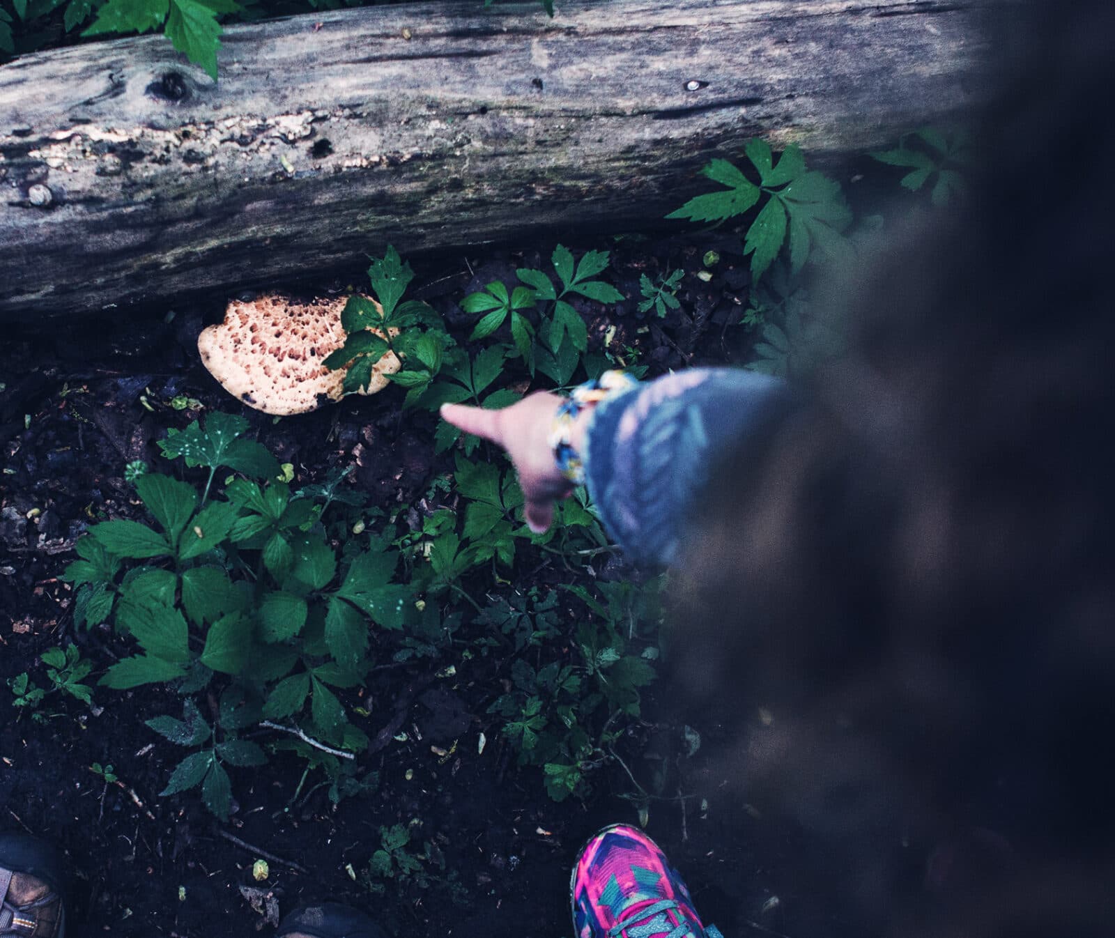 hand, peka, trädstam, skog