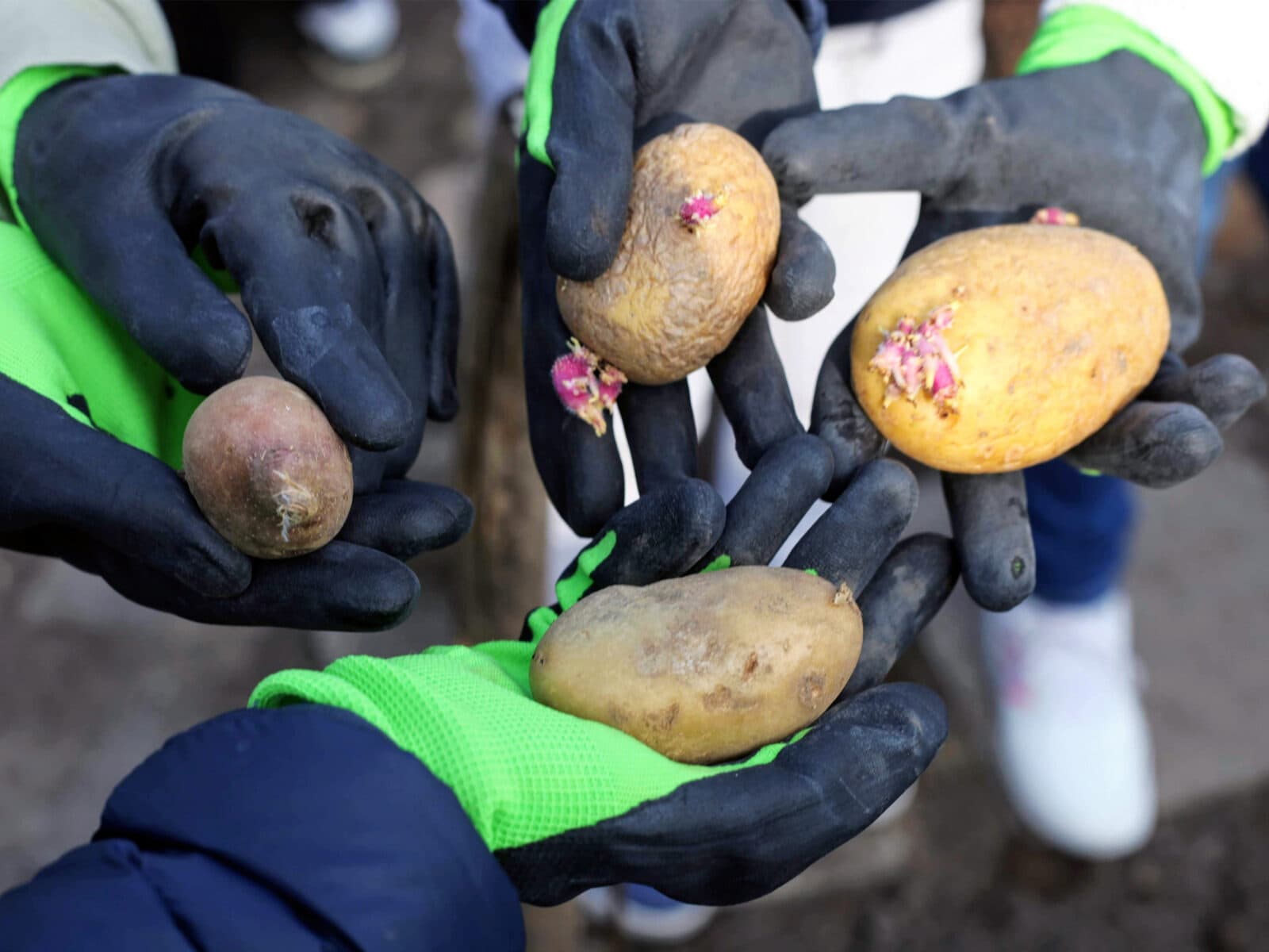 skolträdgård, vårfruskolan, täppan, potatis