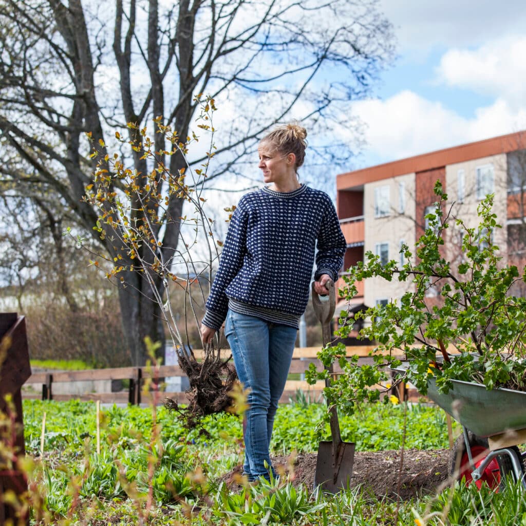 apartment house, block of flats, blonde, caucasian, city, city life, climate, climate smart, close to nature, color image, community, cultivate, cultivation, day, dig, environment, front view, fruits and vegetables, full-length, garden, gardening, grass, green, horizontal, house, long hair, looking away, mid adult, mid adult women, nature, one person only, organic, outdoors, planting, plants, real people, residential area, residential house, Scandinavia, Smaland, soil, spring, suburb, Sweden, tree, urban scene, Vastervik, vegetable, wheel-barrow, woman, young women, urban gardening, odling, odla, stadsodling, förort, kvinna, ung kvinna, skottkärra, grönsaker,