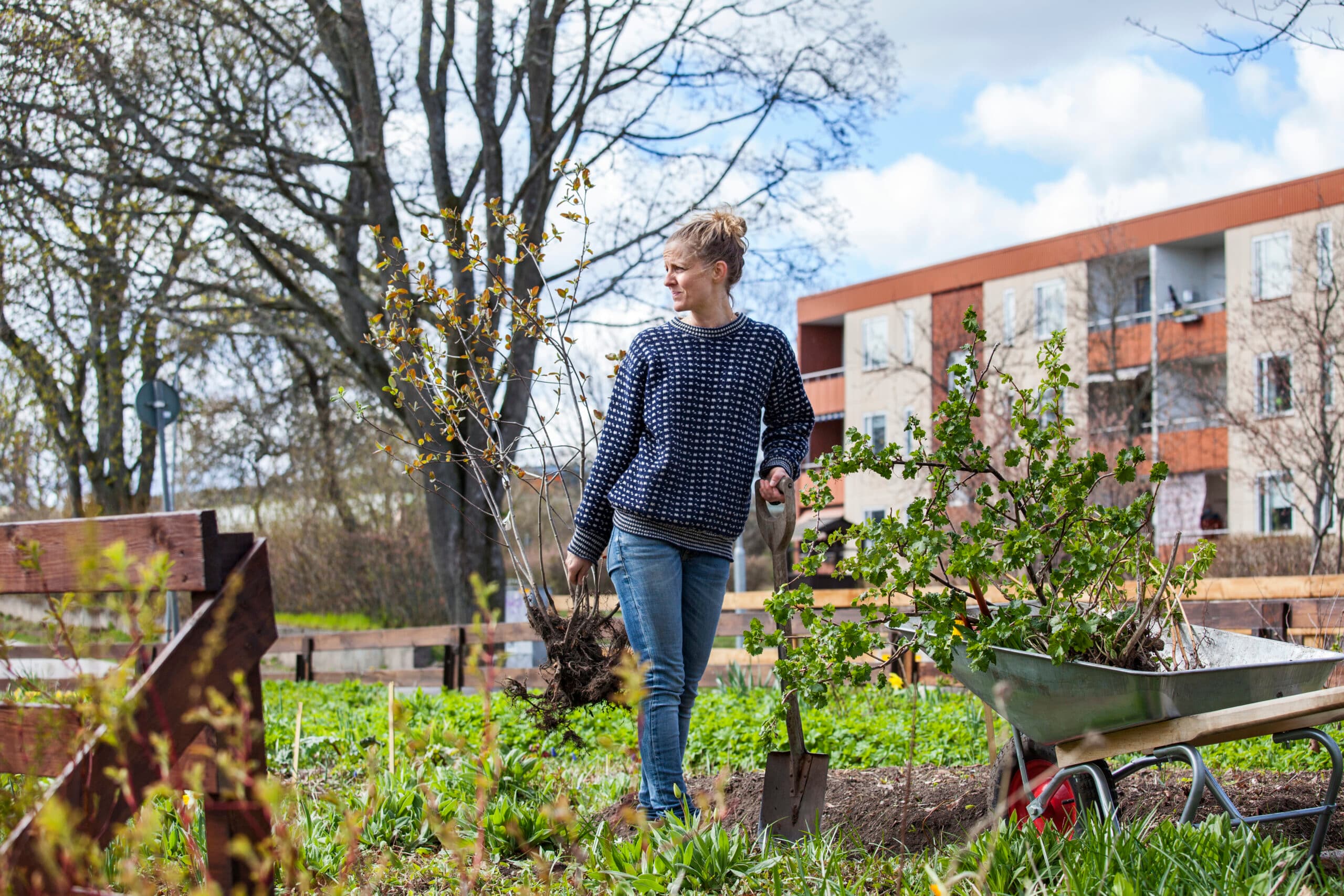 apartment house, block of flats, blonde, caucasian, city, city life, climate, climate smart, close to nature, color image, community, cultivate, cultivation, day, dig, environment, front view, fruits and vegetables, full-length, garden, gardening, grass, green, horizontal, house, long hair, looking away, mid adult, mid adult women, nature, one person only, organic, outdoors, planting, plants, real people, residential area, residential house, Scandinavia, Smaland, soil, spring, suburb, Sweden, tree, urban scene, Vastervik, vegetable, wheel-barrow, woman, young women, urban gardening, odling, odla, stadsodling, förort, kvinna, ung kvinna, skottkärra, grönsaker,